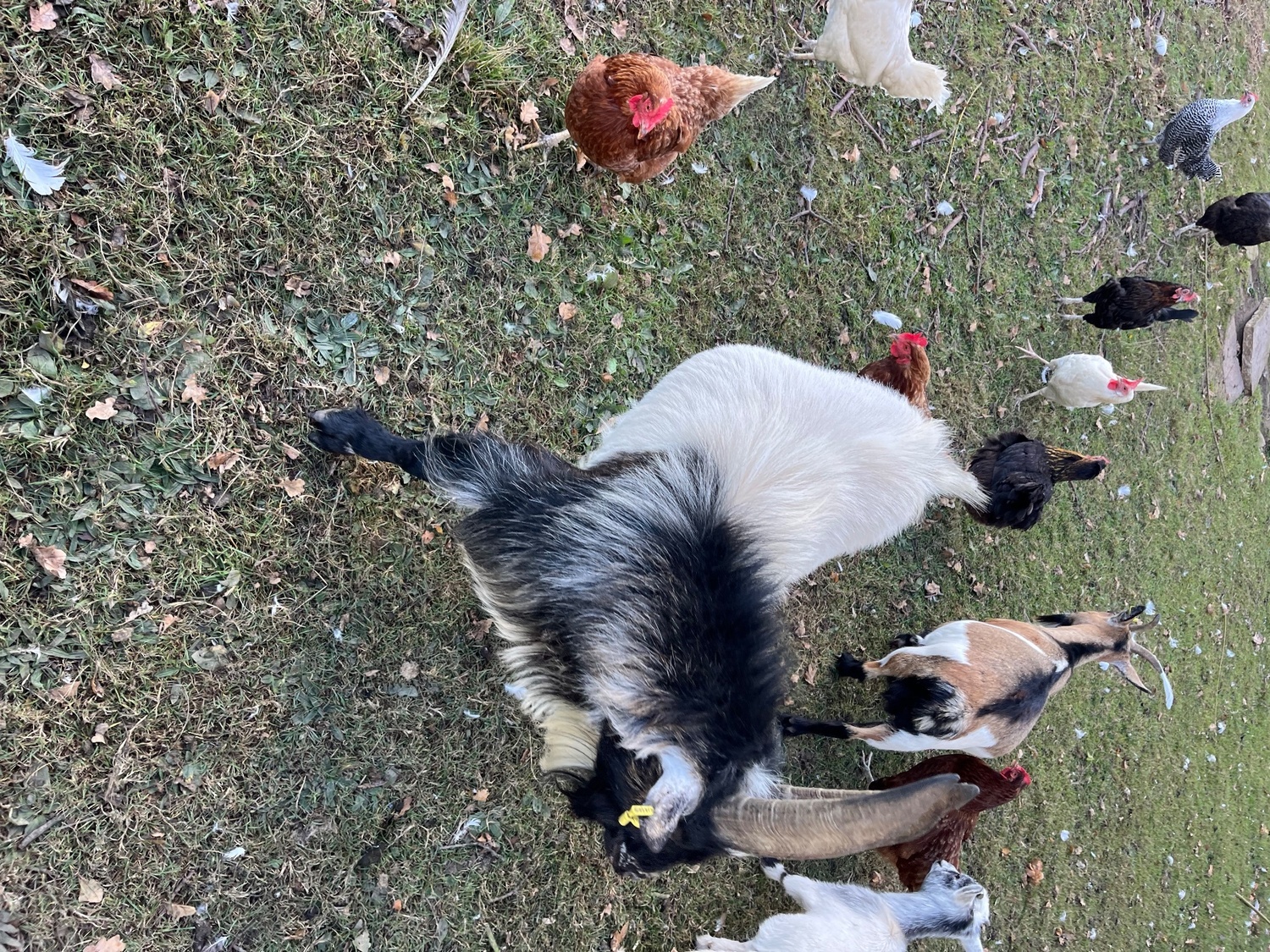Pygmy billy goat  - {CATEGORY}