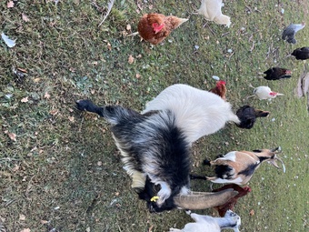 Pygmy billy goat 