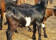 Full breed Boer goats and Kiko Goats for sale