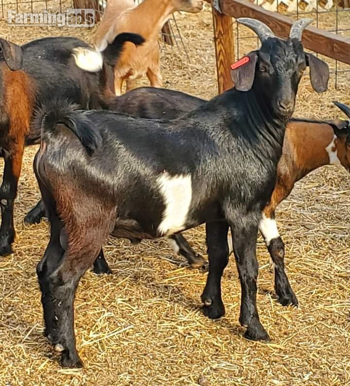 Full breed Boer goats and Kiko Goats for sale