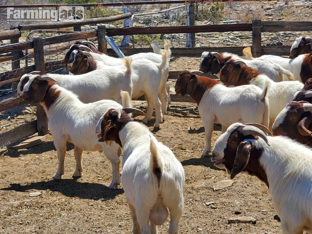 Full breed Boer goats and Kiko Goats for sale