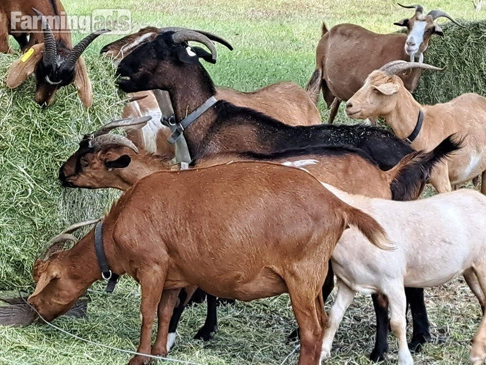  Full breed Boer goats and Kiko Goats for sale