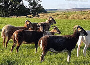 Wiltshire Horn cross sheep & Starter Flocks