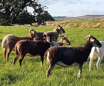 Wiltshire Horn cross sheep & Starter Flocks