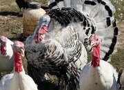 Healthy full breed Royal Palm Turkeys for sale.