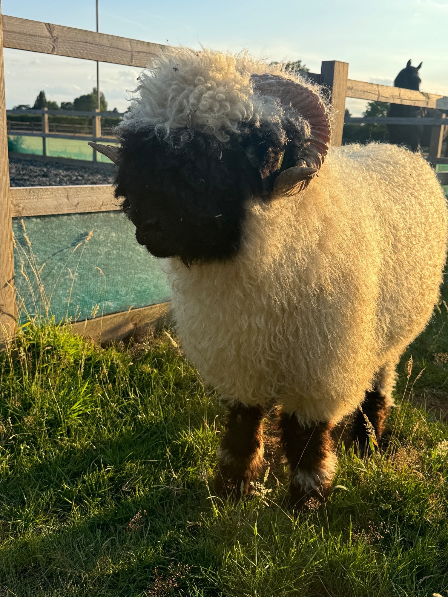 Valais Blacknose Ram