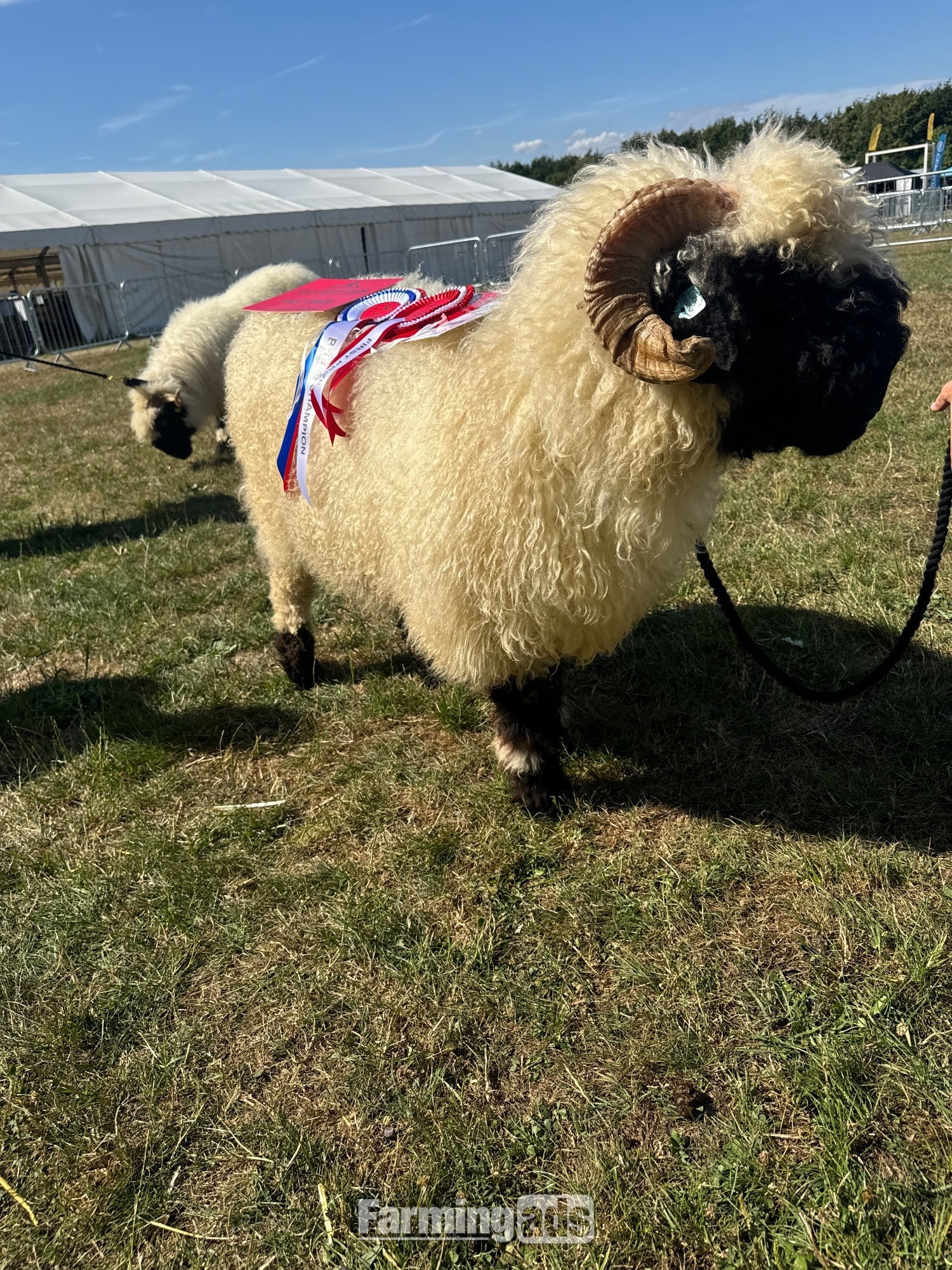 Valais Blacknose Ram