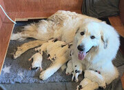 Pyrenean Mountain Dogs