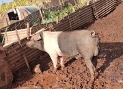 Saddleback boar hire