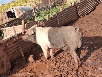 Saddleback boar hire