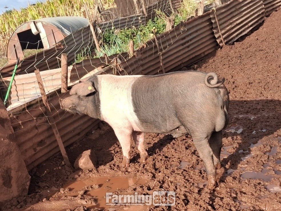 Saddleback boar hire