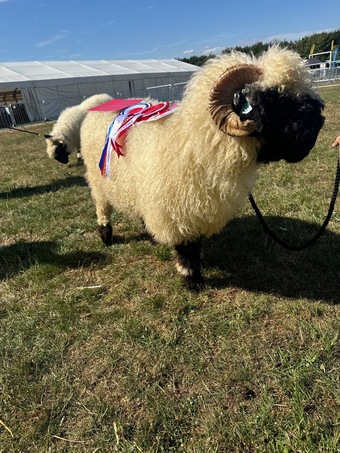 Valais Blacknose Ram