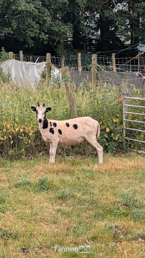 various jacob lambs and ewes for sale