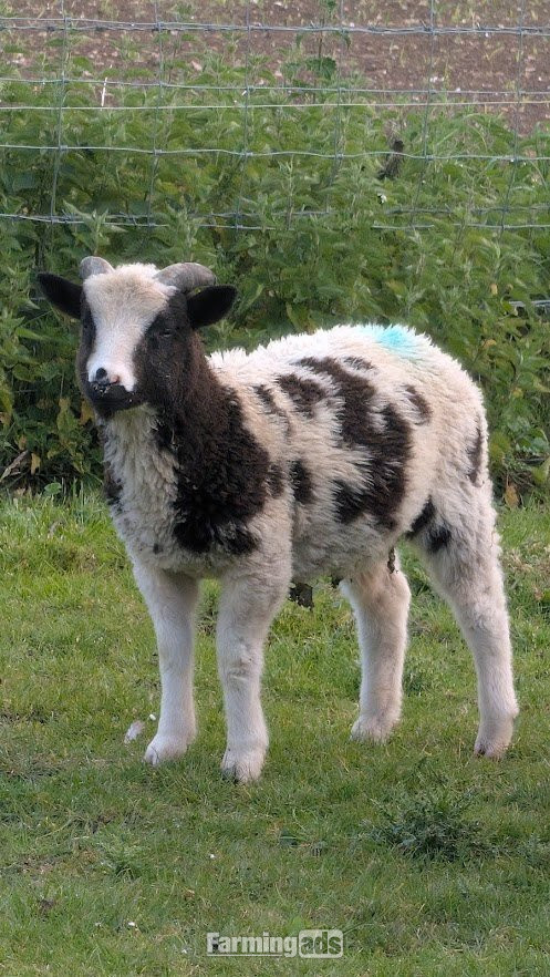 various jacob lambs and ewes for sale