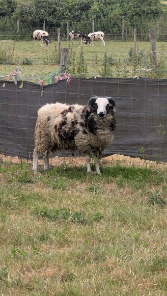various jacob lambs and ewes for sale