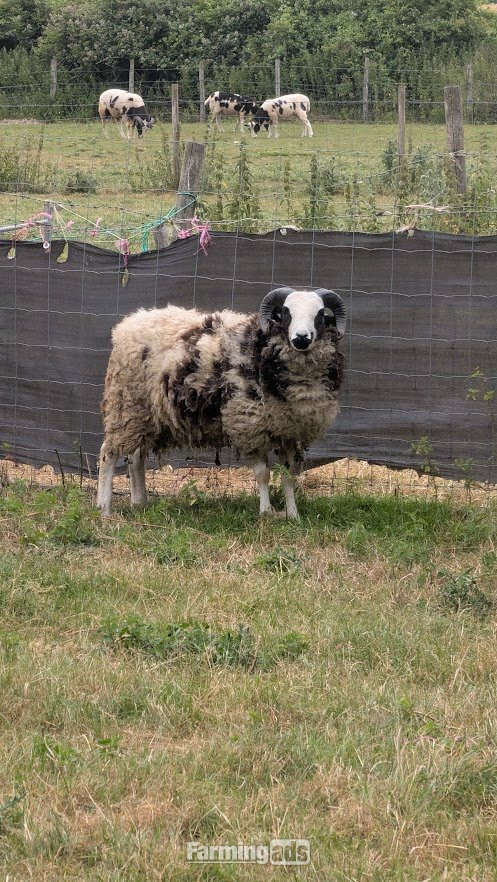  various jacob lambs and ewes for sale
