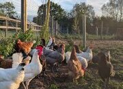 23 HENS FOR SALE - RESERVE YOURS & COLLECT IN NOVEMBER 