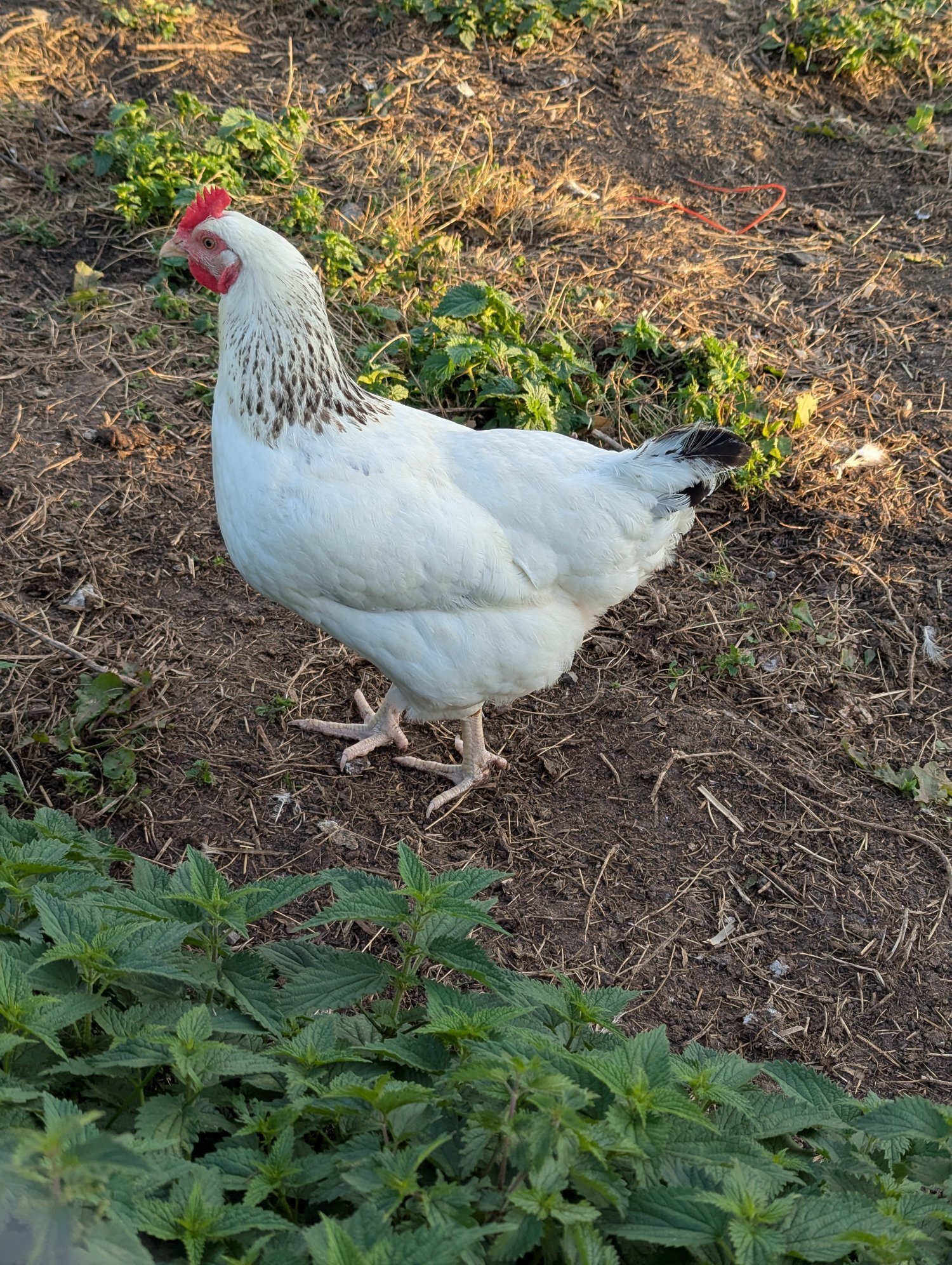 23 HENS FOR SALE - RESERVE YOURS & COLLECT IN NOVEMBER 