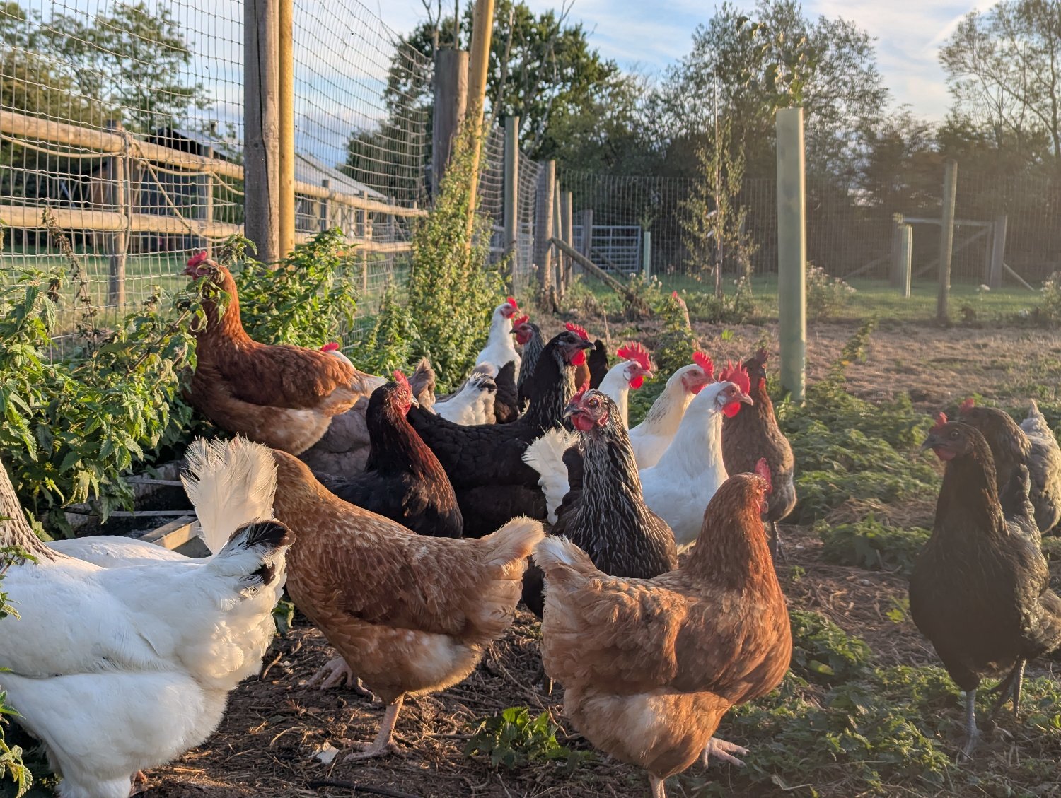  23 HENS FOR SALE - RESERVE YOURS & COLLECT IN NOVEMBER 