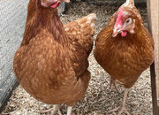 Quality Hybrid Chickens at Point of lay