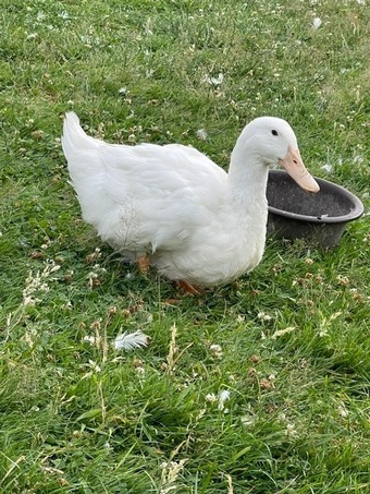 Aylesbury Ducks - flock dispersal - pure exhibition Aylesburys
