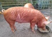 Registered Tamworth boar