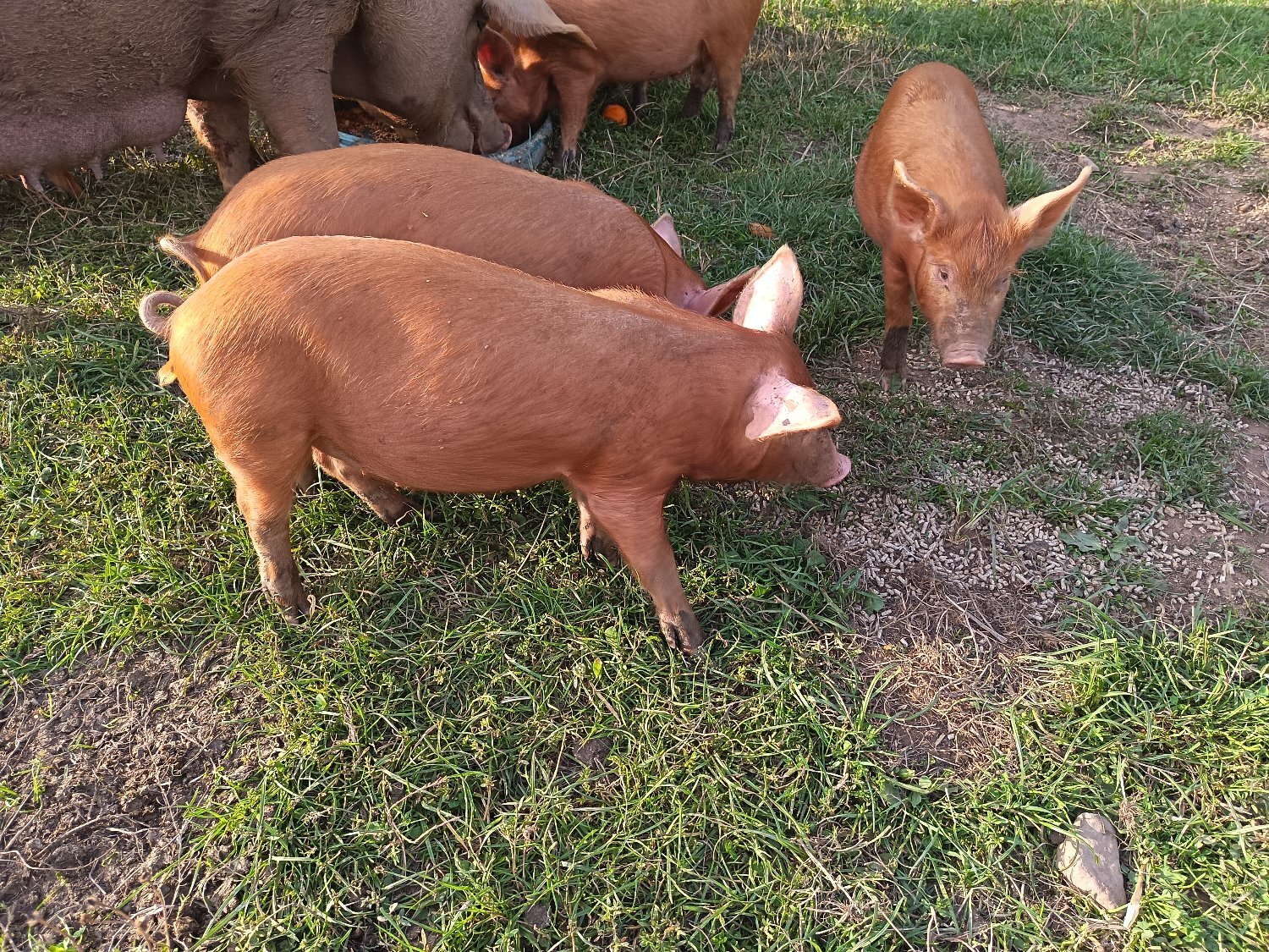 Tamworth weaners ready to re-home 