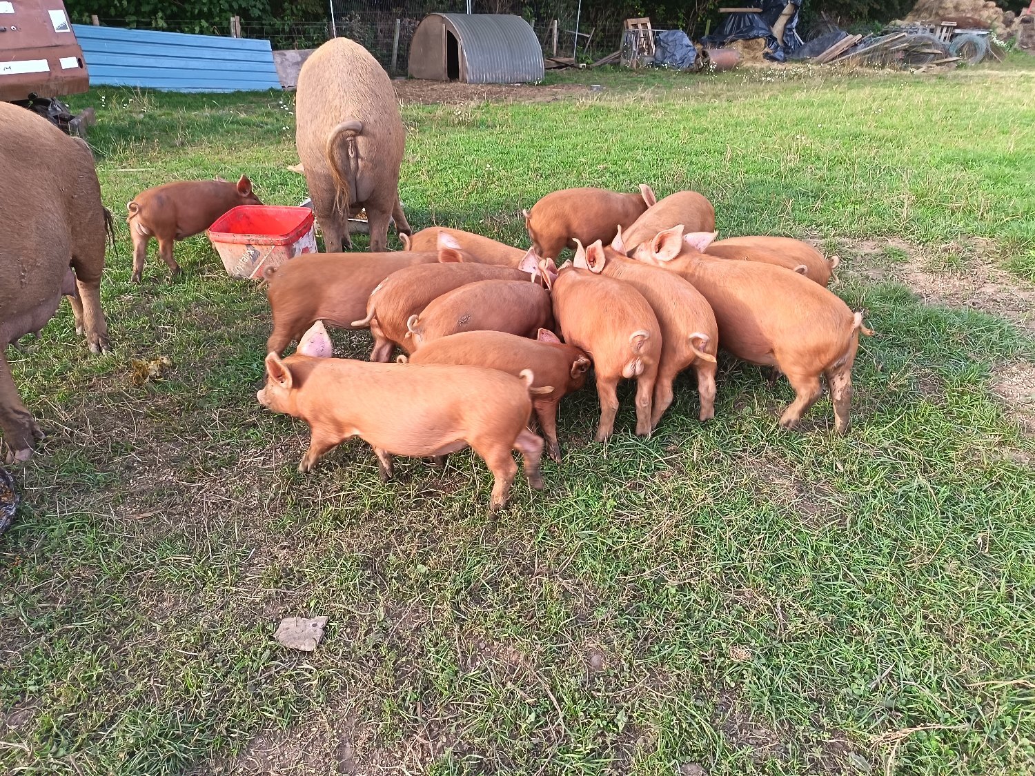  Tamworth weaners ready to re-home 