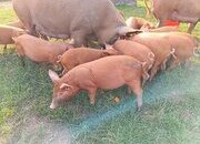 Tamworth weaners ready to re-home 