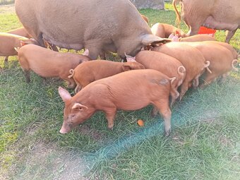 Tamworth weaners ready to re-home 