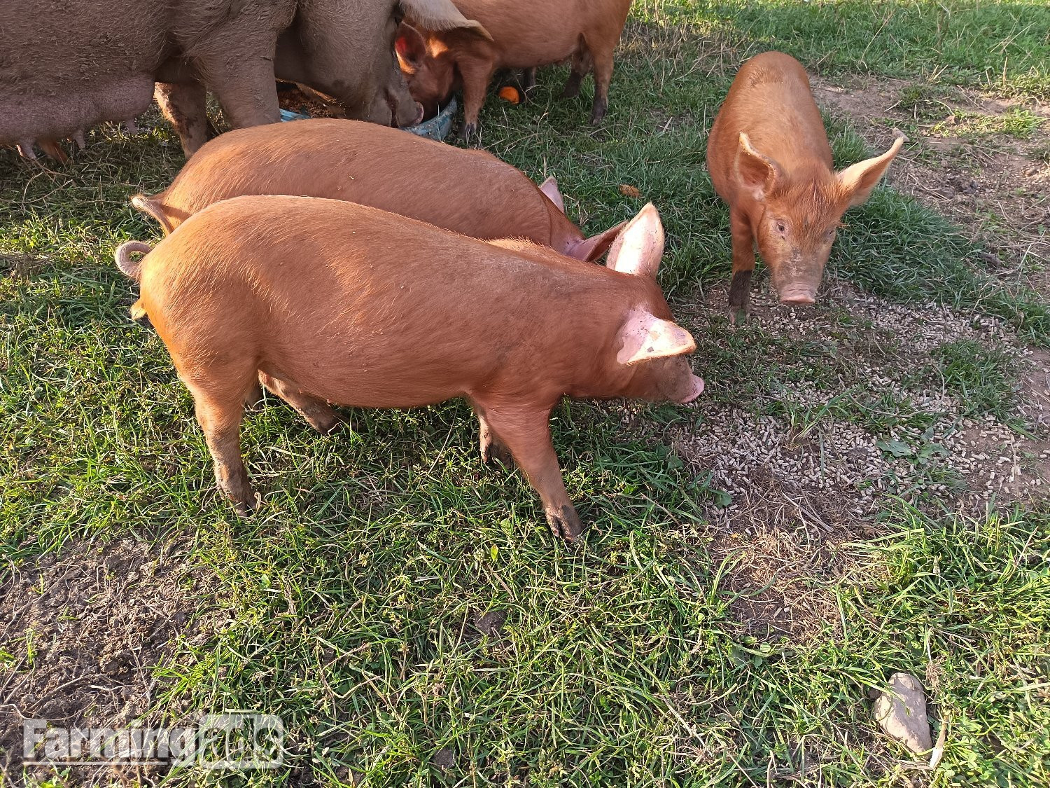 Tamworth weaners ready to re-home 