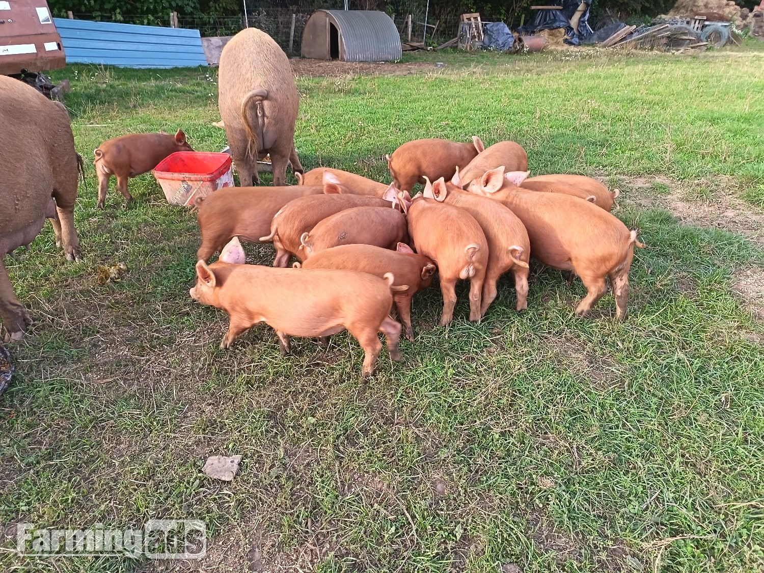  Tamworth weaners ready to re-home 