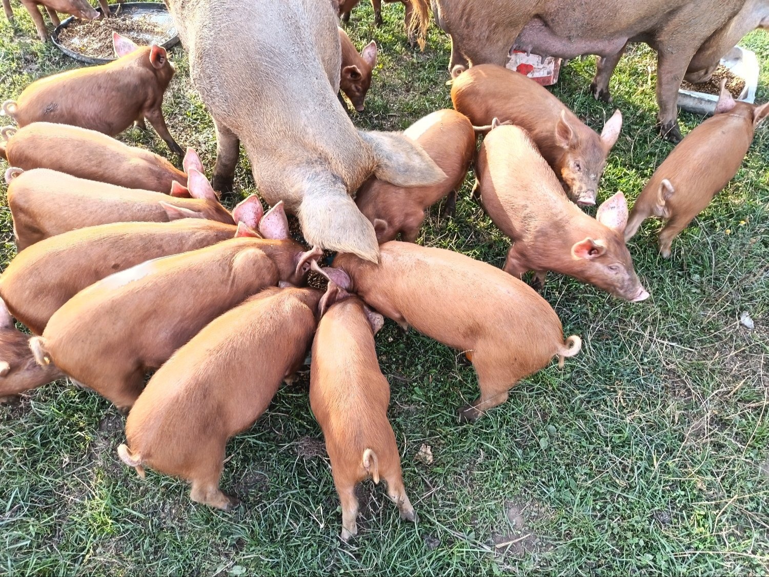 Tamworth weaners ready to re-home  - {CATEGORY}