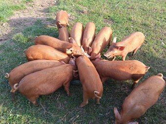 Tamworth weaners ready to re-home 