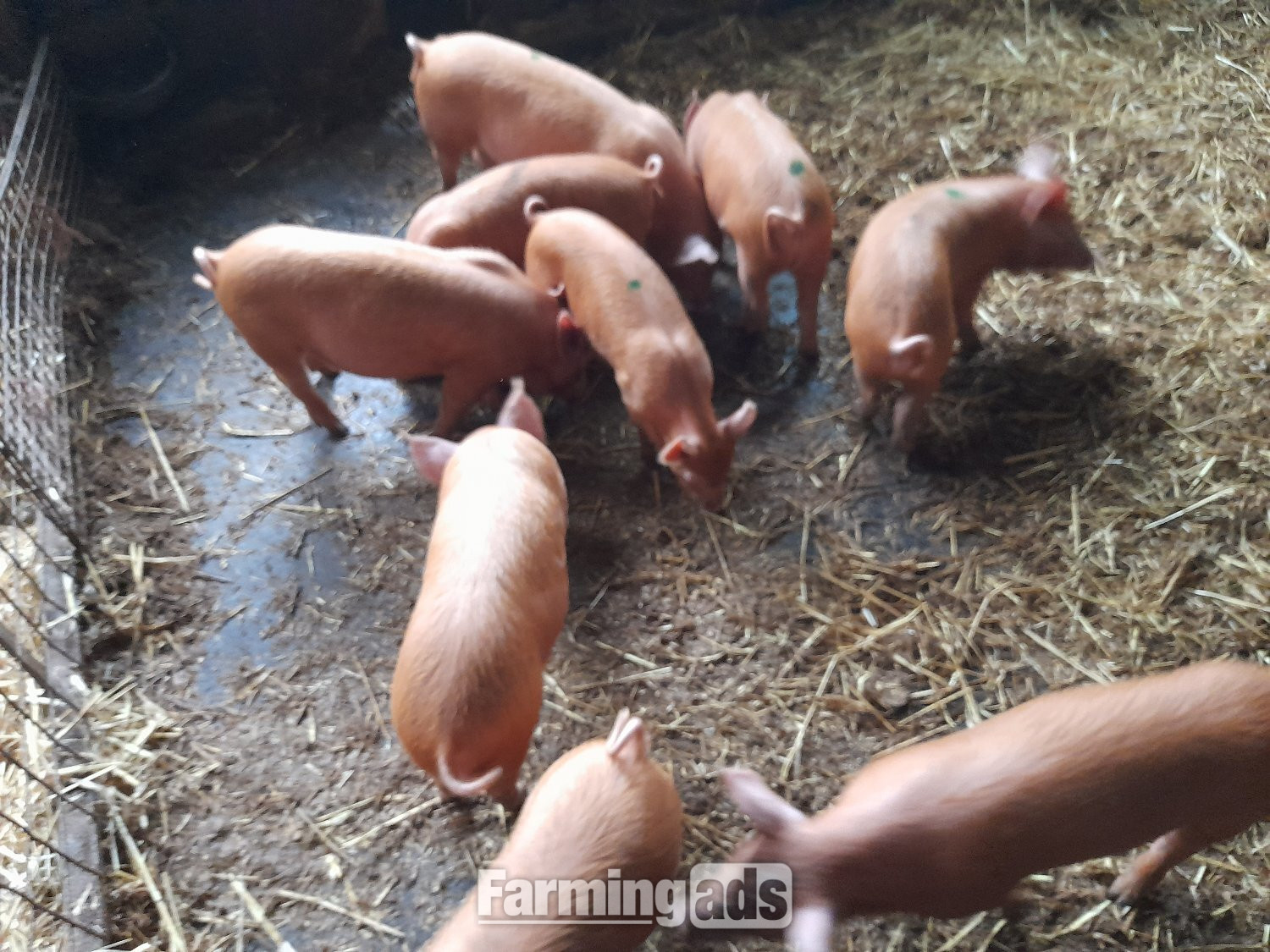 Tamworth weaners for sale