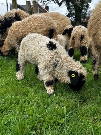 Two Valais Blacknose Wether Lambs 