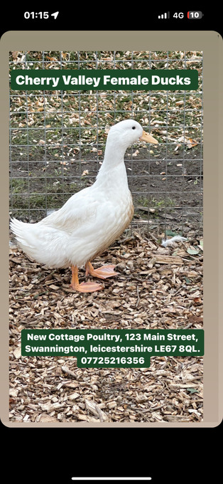 Ducks & Ducklings in a range of breeds 