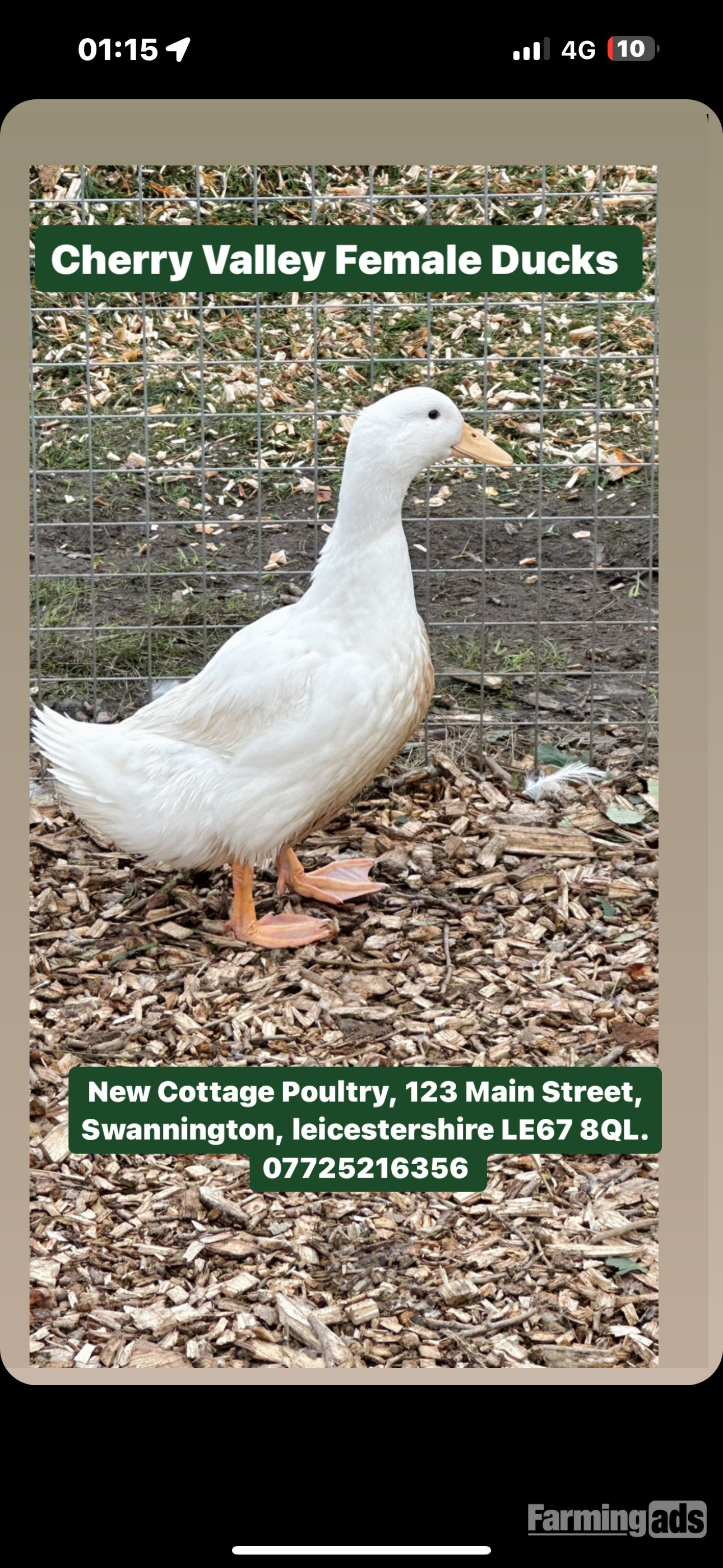 Ducks & Ducklings in a range of breeds  