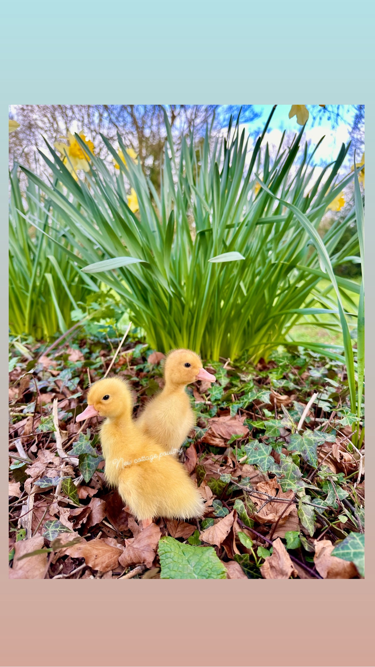 Ducks & Ducklings in a range of breeds 