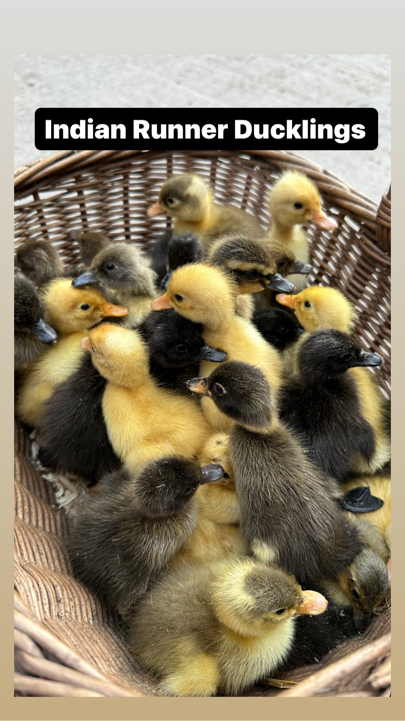  Ducks & Ducklings in a range of breeds 
