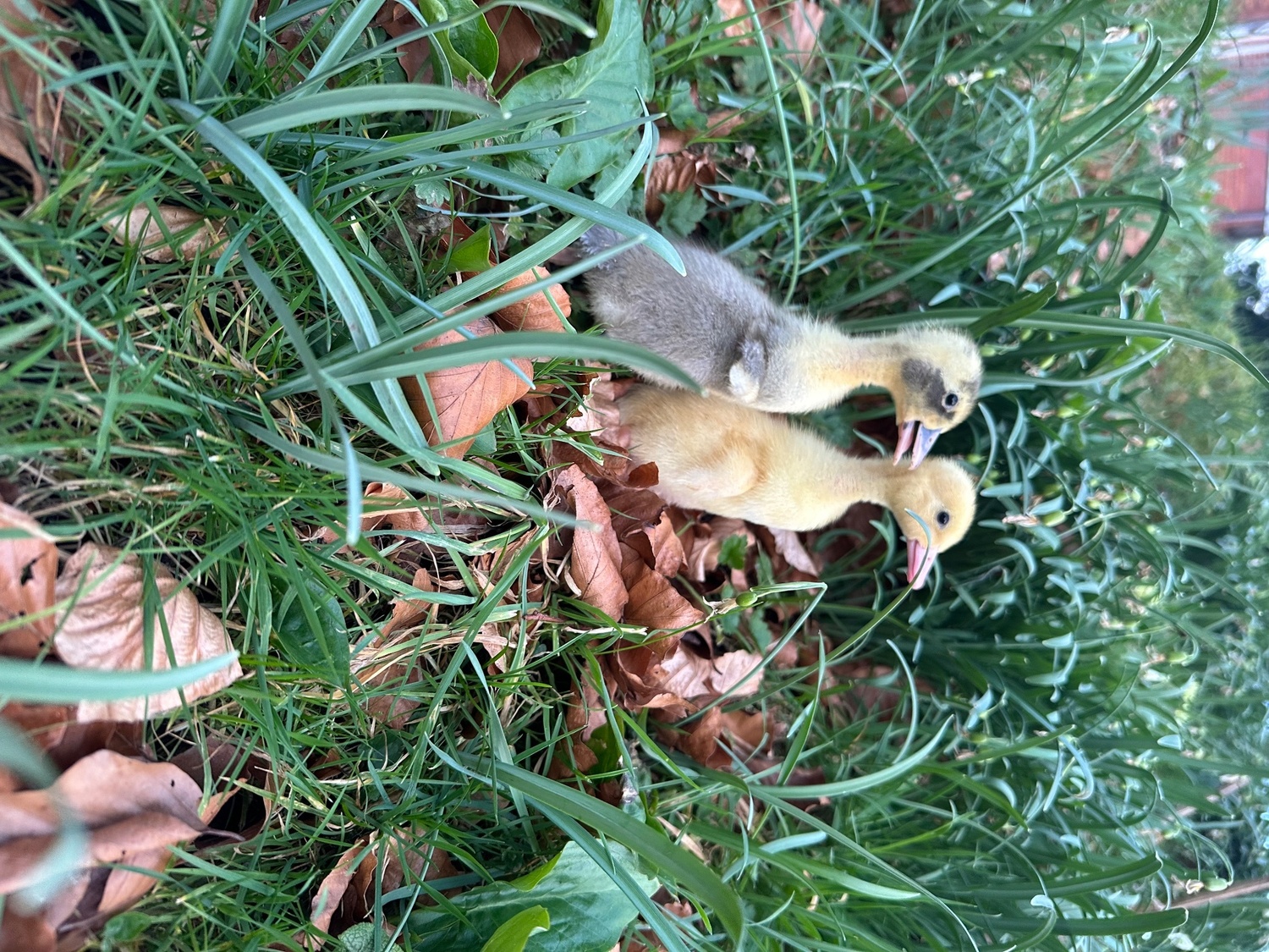 Ducks & Ducklings in a range of breeds  - {CATEGORY}