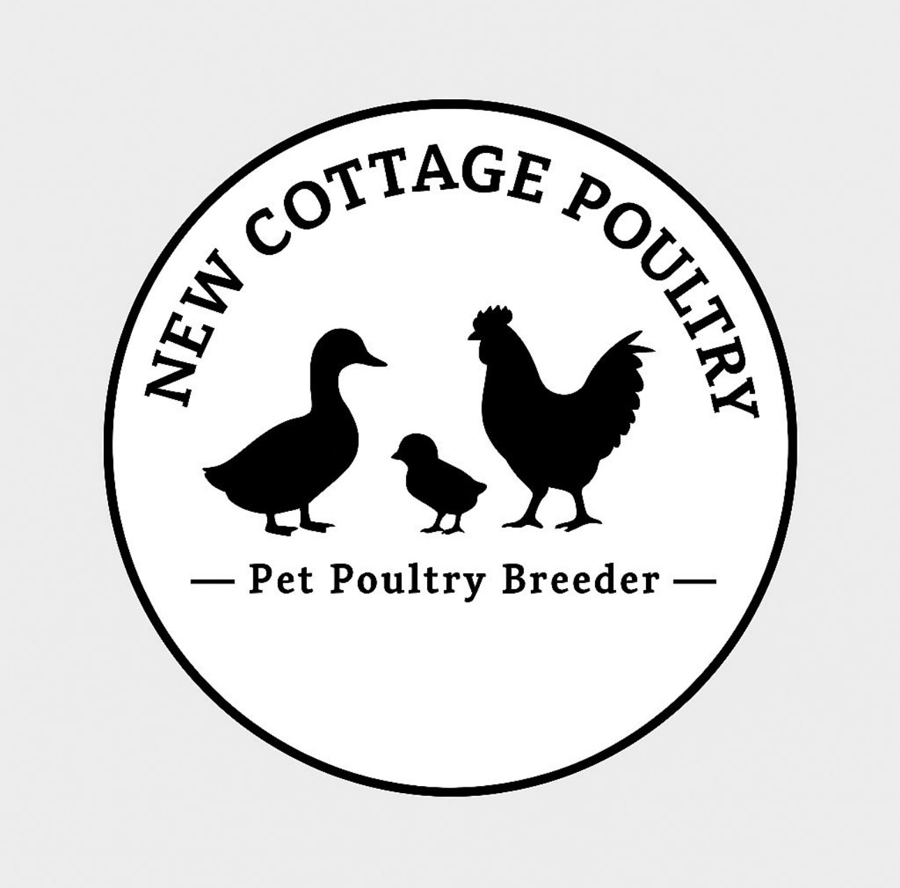 Ducks & Ducklings in a range of breeds  - {CATEGORY}