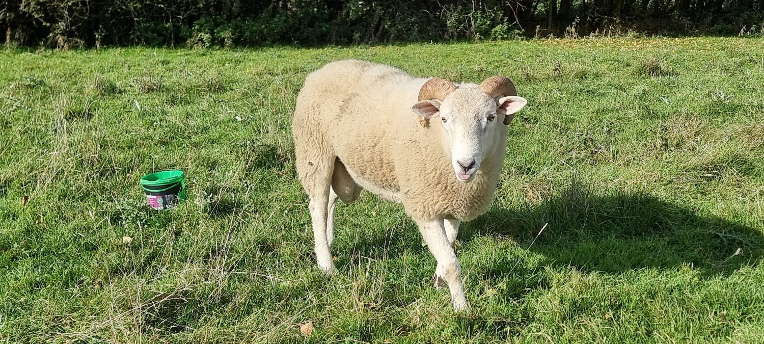 Wiltshire Horn cross sheep & Starter Flocks - {CATEGORY}