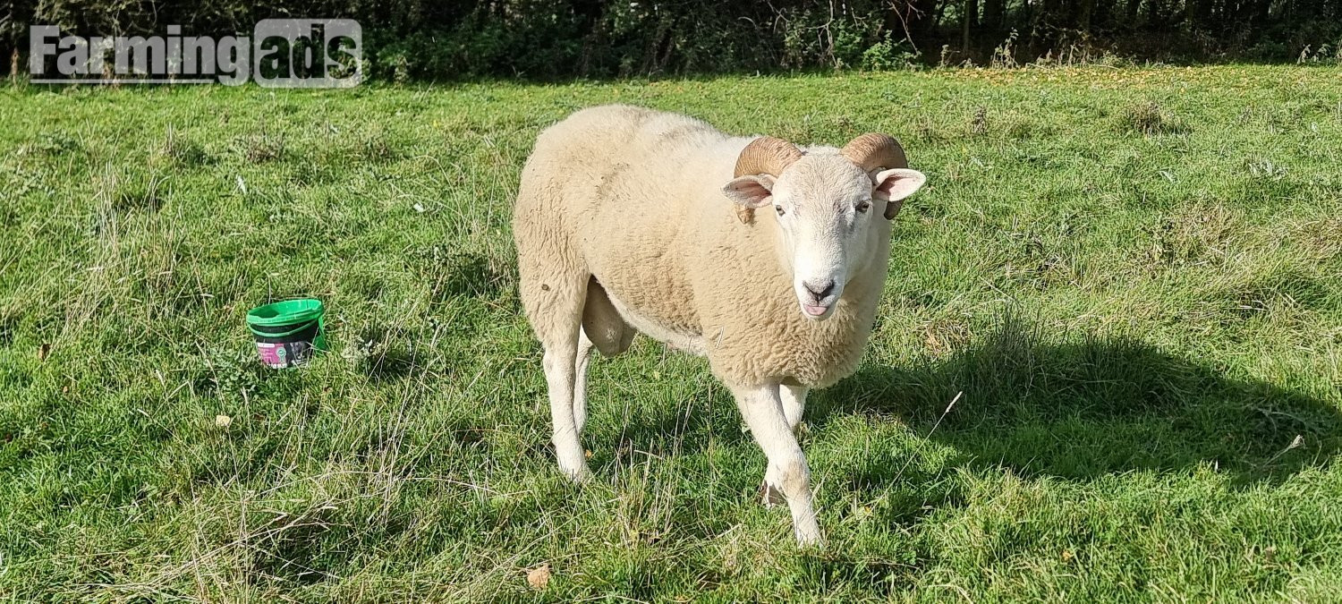 Wiltshire Horn cross sheep & Starter Flocks - {CATEGORY}