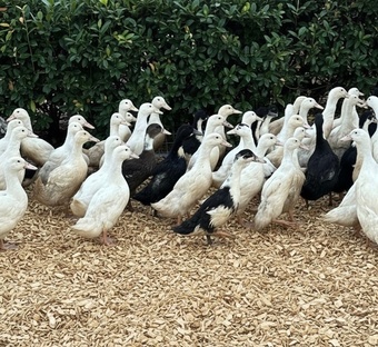 Ducks & Ducklings in a range of breeds 