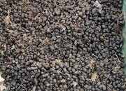 Composted Alpaca Manure