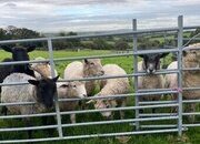 Very Tame Lambs
