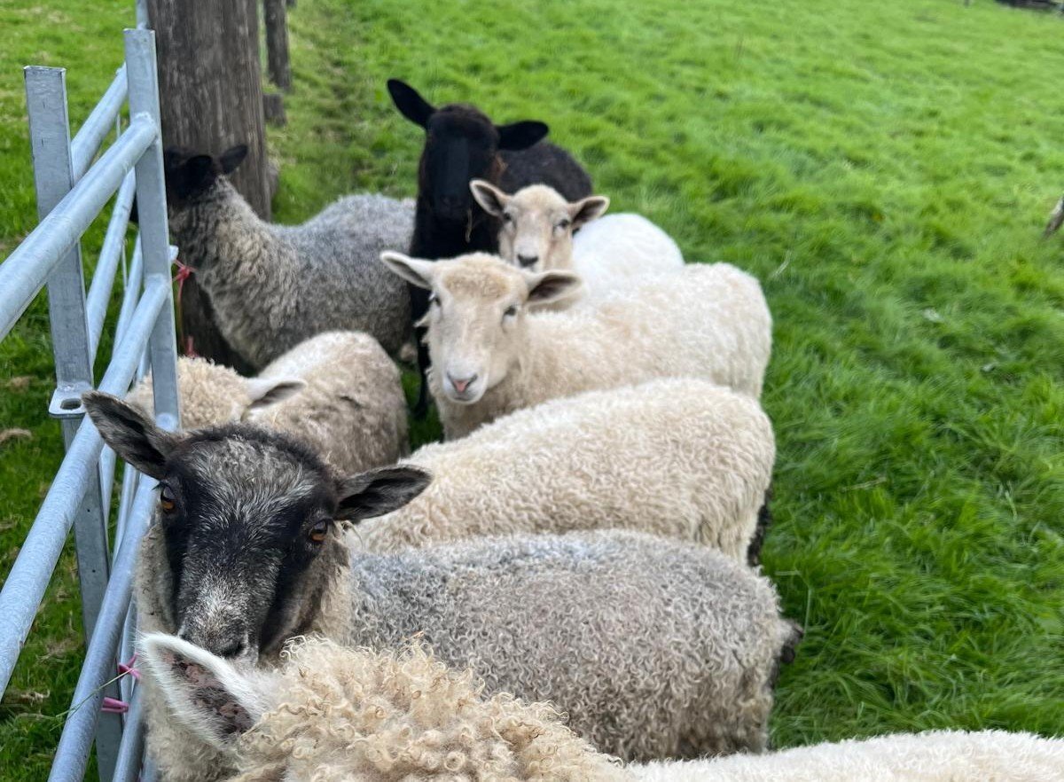  Very Tame Lambs