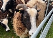 3 -4 Jacob ewes