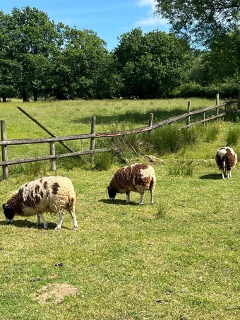 3 -4 Jacob ewes